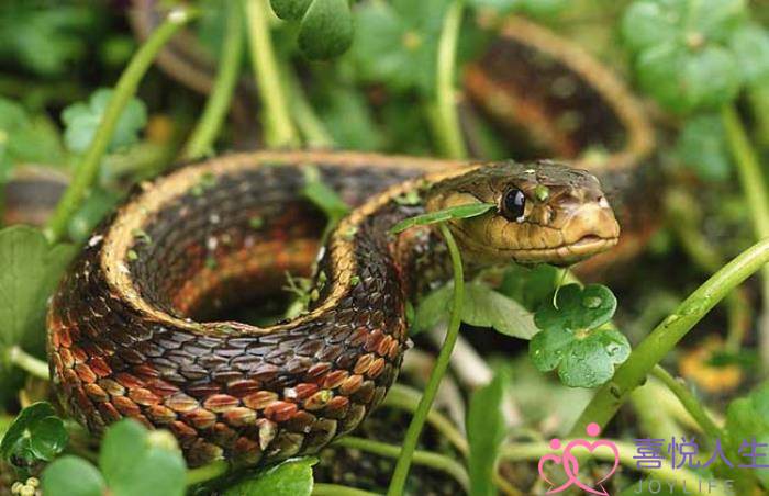已婚女人梦见大白蛇,梦见被蛇咬是什么意思 已婚女人梦见大白蛇,梦见被蛇咬是什么意思