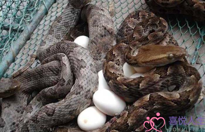 已婚女人梦见大白蛇,梦见被蛇咬是什么意思 已婚女人梦见大白蛇,梦见被蛇咬是什么意思