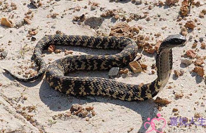 已婚女人梦见大白蛇,梦见被蛇咬是什么意思 已婚女人梦见大白蛇,梦见被蛇咬是什么意思