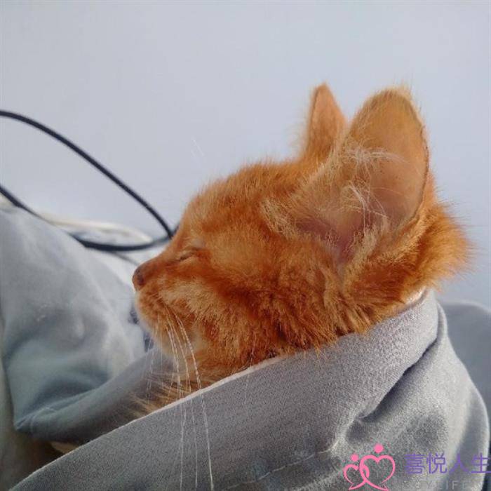 图片[3]-点赞最多的霸气说说（点赞超多的霸气说说）-泡学网-喜悦人生,挽回婚姻,分手挽回,经验婚姻,情感挽回,情感咨询,分离小三,泡学书籍