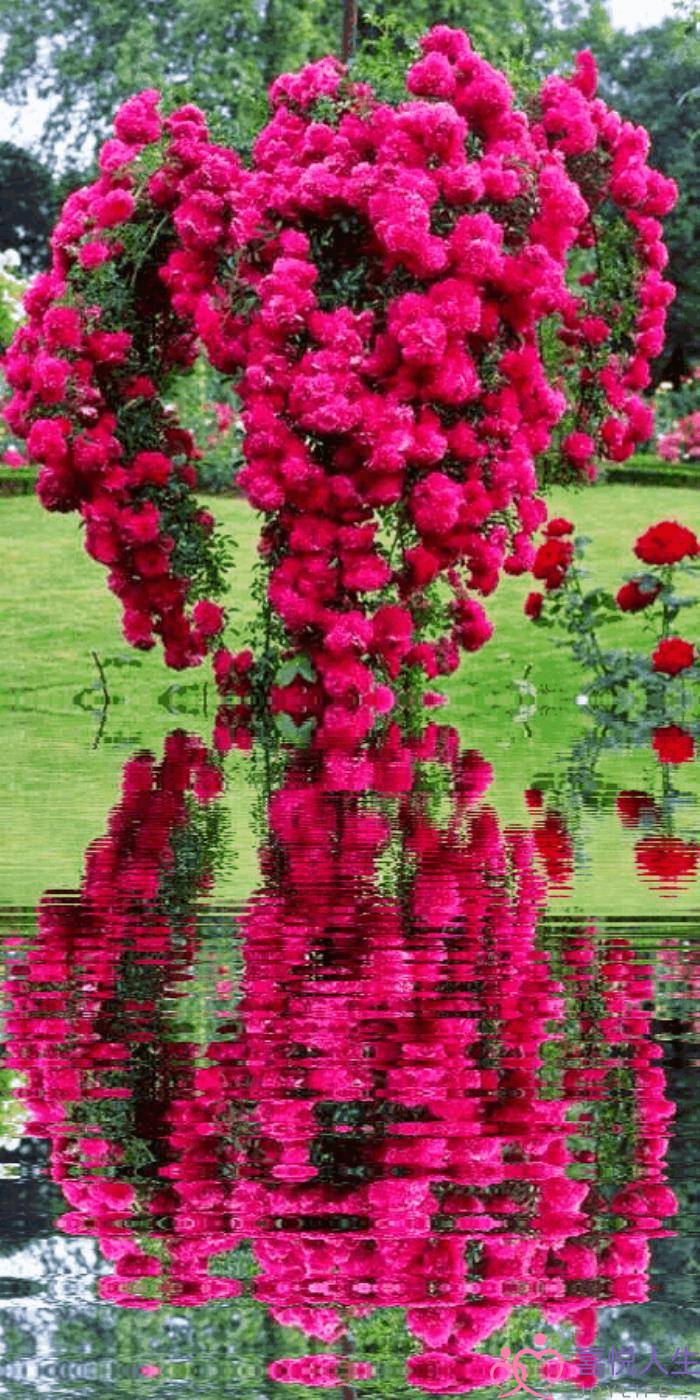 心情好的图片（看了心情大好的图片）