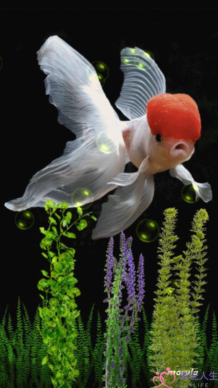 心情好的图片（看了心情大好的图片）