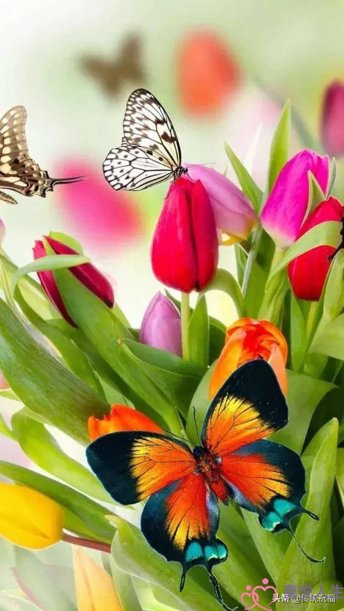 心情好的图片（看了心情大好的图片）