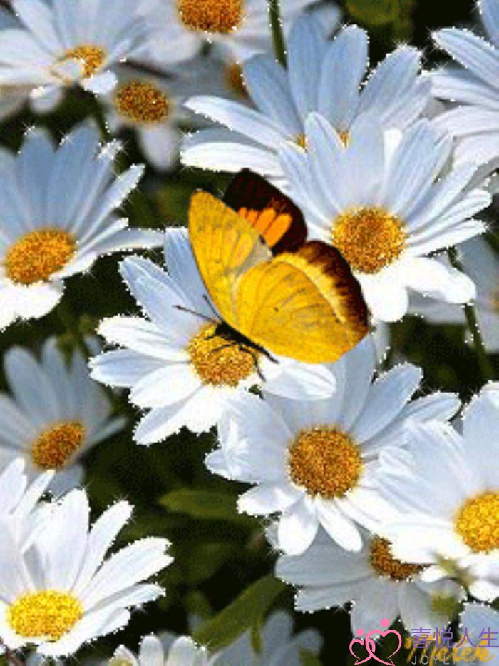 心情好的图片（看了心情大好的图片）