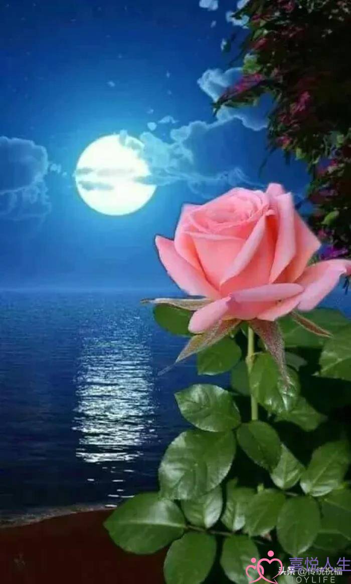 心情好的图片（看了心情大好的图片）