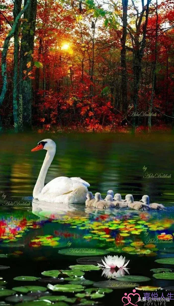 心情好的图片（看了心情大好的图片）