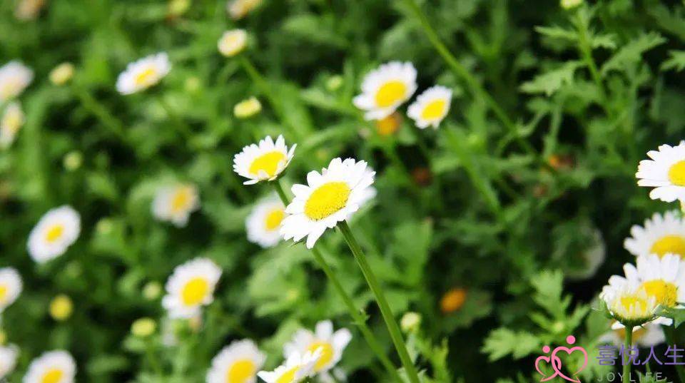 挽回老公发现珍爱情感(如何挽回老公的感情) 挽回老公发现珍爱情感(如何挽回老公的感情)