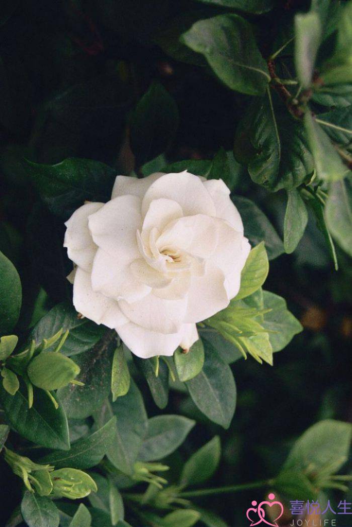 图片[1]-成长感悟的句子（关于人生成长感悟的句子语录）-泡学网-喜悦人生,挽回婚姻,分手挽回,经验婚姻,情感挽回,情感咨询,分离小三,泡学书籍