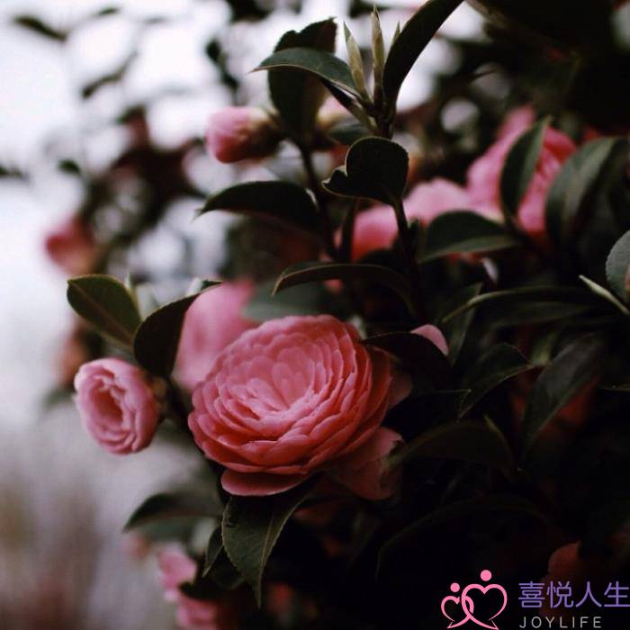 图片[4]-成长感悟的句子（关于人生成长感悟的句子语录）-泡学网-喜悦人生,挽回婚姻,分手挽回,经验婚姻,情感挽回,情感咨询,分离小三,泡学书籍