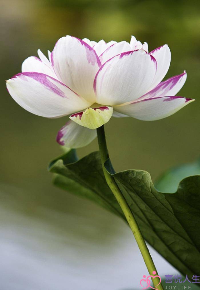 图片[3]-成长感悟的句子（关于人生成长感悟的句子语录）-泡学网-喜悦人生,挽回婚姻,分手挽回,经验婚姻,情感挽回,情感咨询,分离小三,泡学书籍