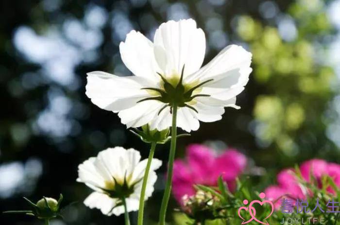 忍受妻子出轨男人的心理（男人选择原谅时的心理活动）