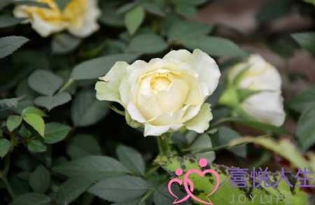 天气好心情好的短句子（心情很好的阳光句子）