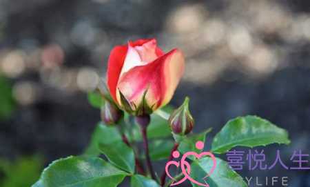 天气好心情好的短句子（心情很好的阳光句子）