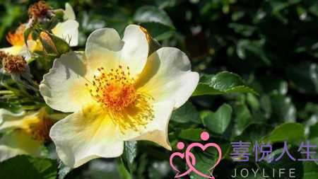 天气好心情好的短句子（心情很好的阳光句子）