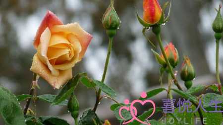 天气好心情好的短句子（心情很好的阳光句子）