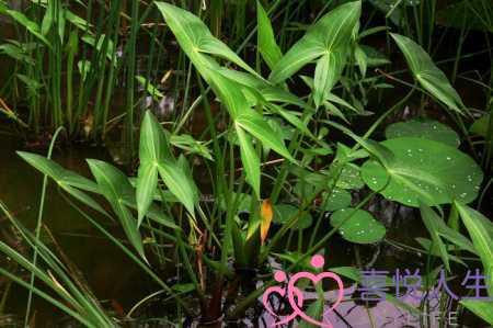 描写夏天的美景短句（这些描写夏天的好句子）