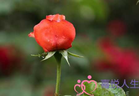 金牛座男生的性格